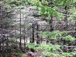 Lot 335 AF Chalets 2C Amended